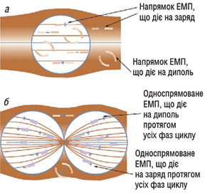 Рис. 1. Змінне ЕМП всередині і навколо клітини у стані спокою (а) і в процесі поділу (б)