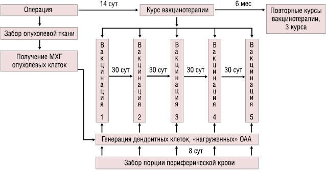 Рис. 1. Схема клинического исследования эффективности ДК-вакцинотерапии у больных НМРЛ