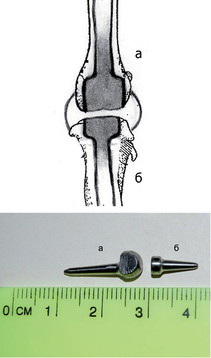 Рис. 1. Схема операції та загальний вигляд моделей ендопротезів для щурів: а) дистального епіфіза стегнової кістки; б) проксимального епіфіза великогомілкової кістки