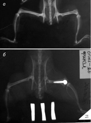 Рис. 2. Фотовідбитки рентгенограм задніх кінцівок щурів через 6 міс: а) після резекції дистального епіфіза стегнової кістки — контроль І (щур № 7); б) після ендопротезування дистального епіфіза стегнової кістки — дослід І (щур № 16)