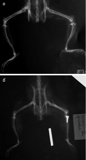Рис. 3. Фотовідбитки рентгенограм задніх кінцівок щурів через 6 міс: а) після резекції проксимального епіфіза великогомілкової кістки — конт­роль ІІ (щур № 13); б) після ендопротезування проксимального епіфіза великогомілкової кістки — дослід ІІ (щур № 22)