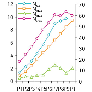 Рис. 4. Співвідношення розмірів ядра (мкм2) та вміст у ньому НК (NNA — сумарний, NDNA — ДНК, NRNA — РНК) у НБ (весь масив досліджених клітин n=2369)
