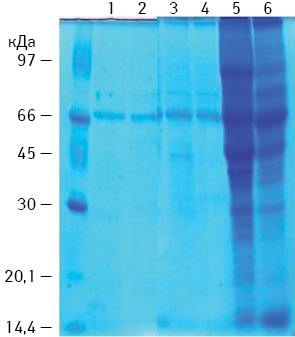 Рис. 2. Електрофоретичні профілі вакцин, виготовлених на основі клітин РЕ (1, 3, 5 — до ГТ; 2, 4, 6 — після ГТ) та метаболітів B. subtilis B-7025 (1–2 — 70 кДа, 3–4 — 18 кДа)