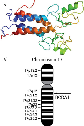 Рис. 1. Мутации гена BRCA1/2 (фото из Википедии — свободной энциклопедии)