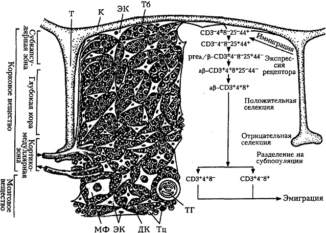 Рис. 1. Структура тимуса и дифференцировка в нем Т-лимфоцитов: ДК — дендритные клетки, МФ — макрофаги, Тц — тимоциты, ТГ — тельца Гассаля, ЭК — эпителиальные клетки