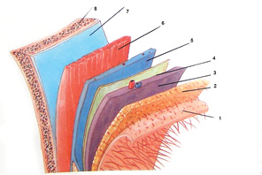 Рис. 2. Пошарове зображення м’яких тканин скронево-тім’яної ділянки: 1 — шкіра; 2 — підшкірна клітковина; 3 — поверхнева скронево-тім’яна фасція; 4 — шар пухкої ареолярної клітковини; 5 — глибока скронева фасція; 6 — скроневий м’яз; 7 — перикраніум; 8 — кістка